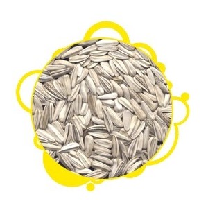 White Sunflower Seeds